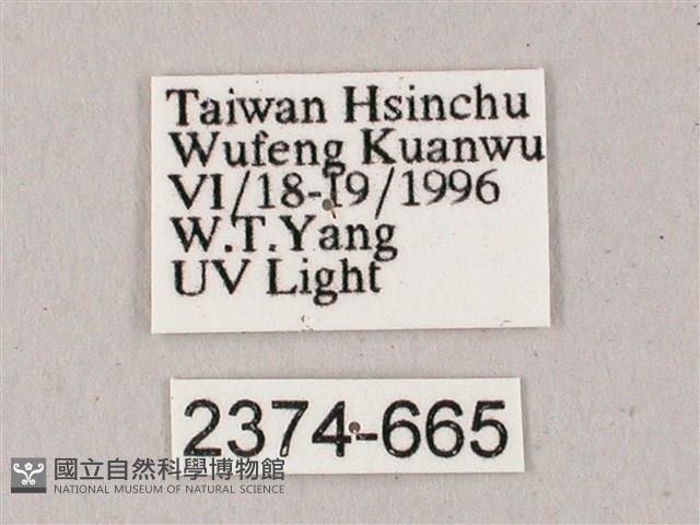 粗斜紋天蛾藏品圖，第3張