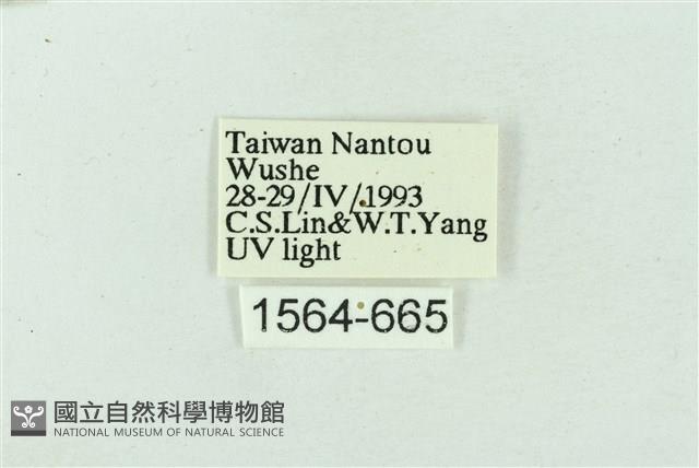 菊池污燈蛾藏品圖，第3張