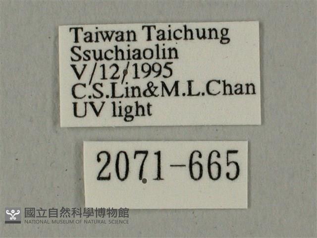 全緣缺角天蛾藏品圖，第3張