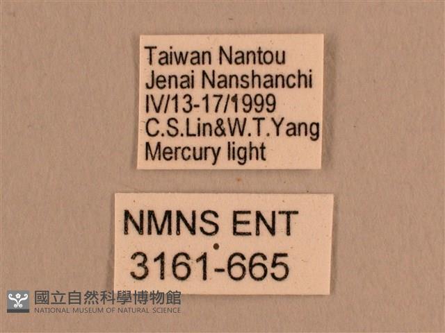 背線天蛾藏品圖，第3張