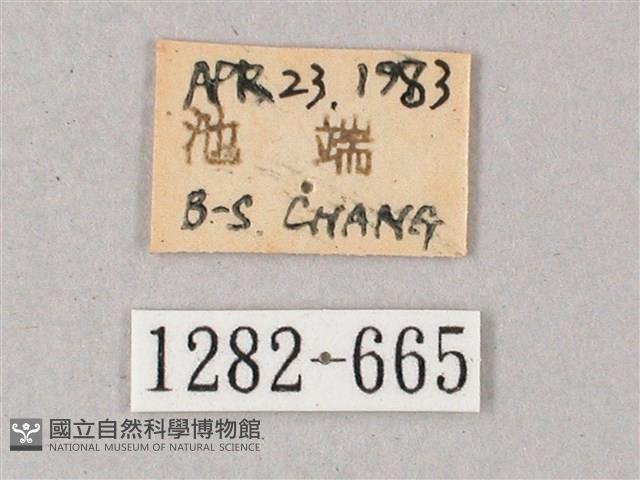 雙斑白肩天蛾藏品圖，第3張