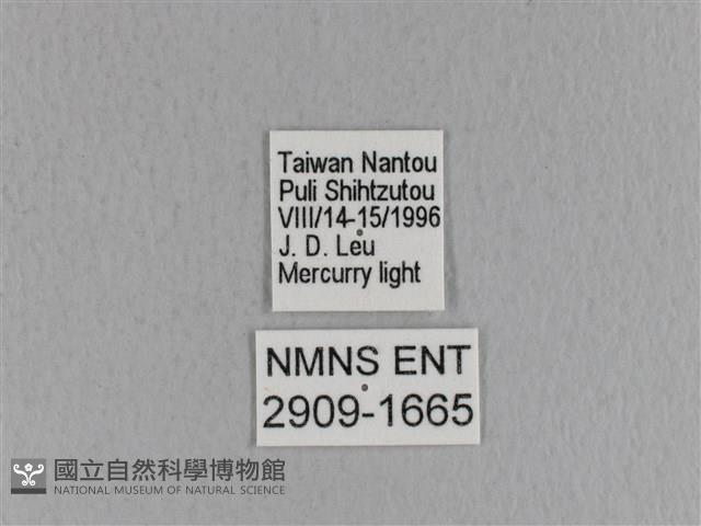 青枯葉蛾藏品圖，第3張