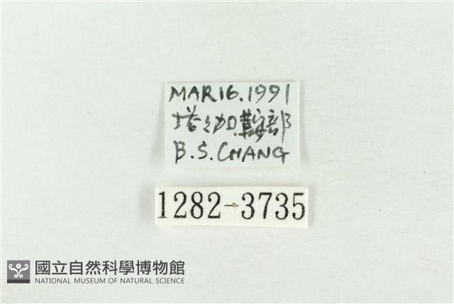 連珠波紋蛾藏品圖，第3張