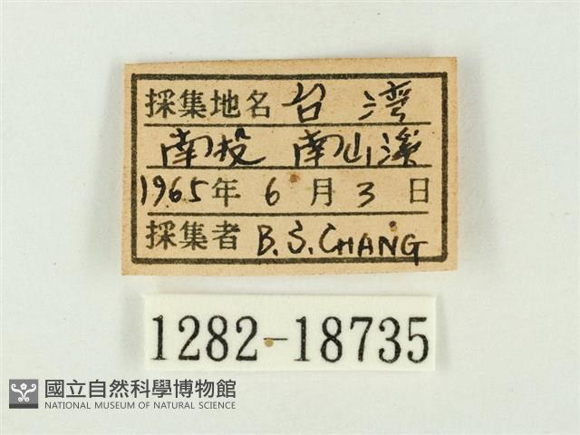 銀灰蝶藏品圖，第3張
