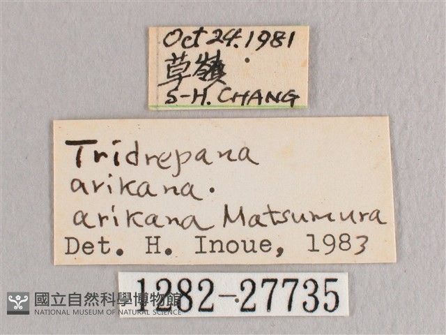 彎黑黃鉤蛾藏品圖，第3張