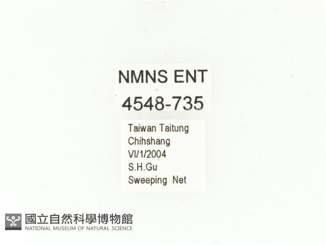 東方白點花金龜藏品圖，第2張