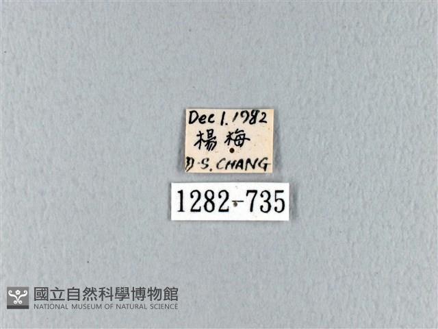 波紋枯葉蛾藏品圖，第3張