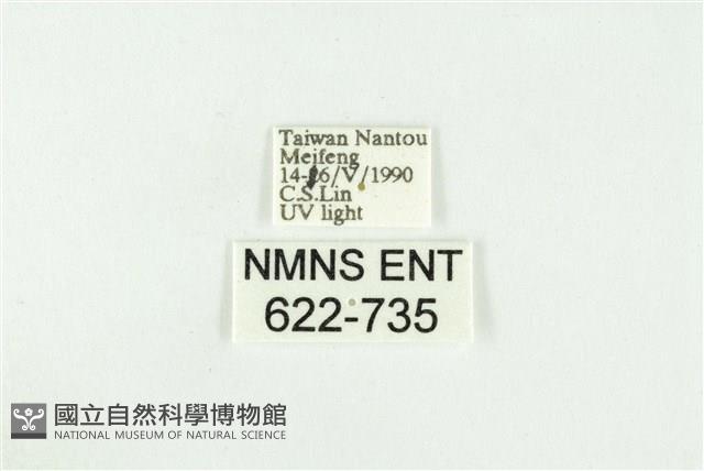 寬紋黃毒蛾藏品圖，第3張