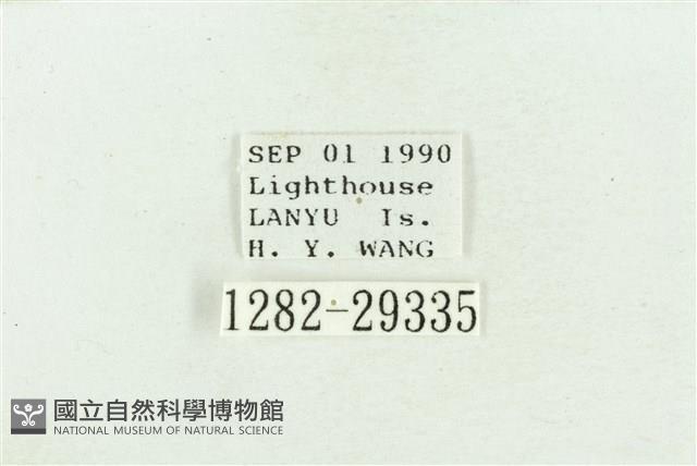 弧角散紋夜蛾藏品圖，第3張