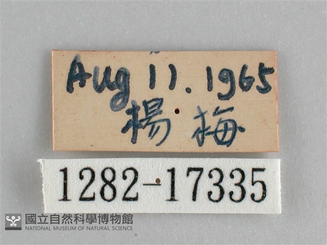 琺蛺蝶藏品圖，第3張