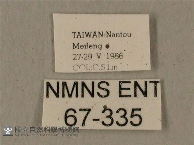 全緣缺角天蛾藏品圖，第3張