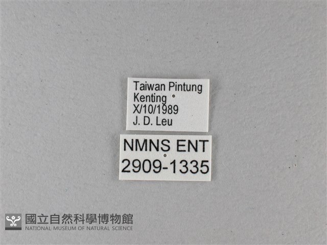 大白斑蝶藏品圖，第3張
