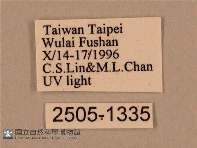 棕綠背線天蛾藏品圖，第3張