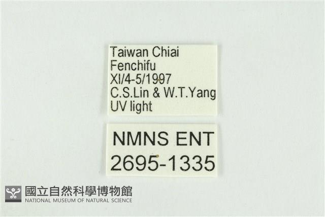 寬紋黃毒蛾藏品圖，第3張