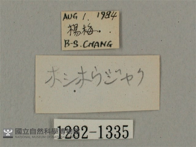 叉帶長喙天蛾藏品圖，第3張