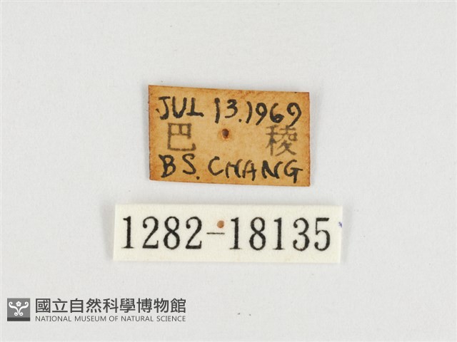 臺灣翠蛺蝶藏品圖，第3張