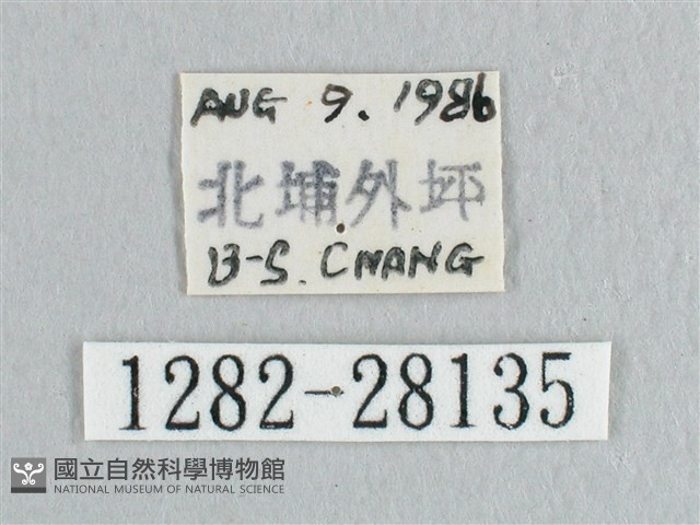 枯葉紋鉤蛾藏品圖，第3張