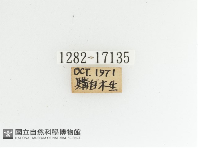 艷金龜藏品圖，第2張