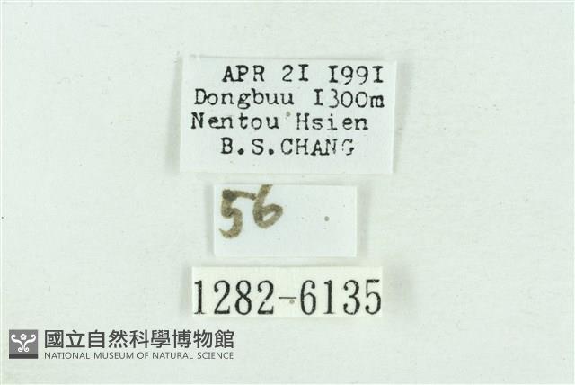 粉紅帶散紋夜蛾藏品圖，第3張