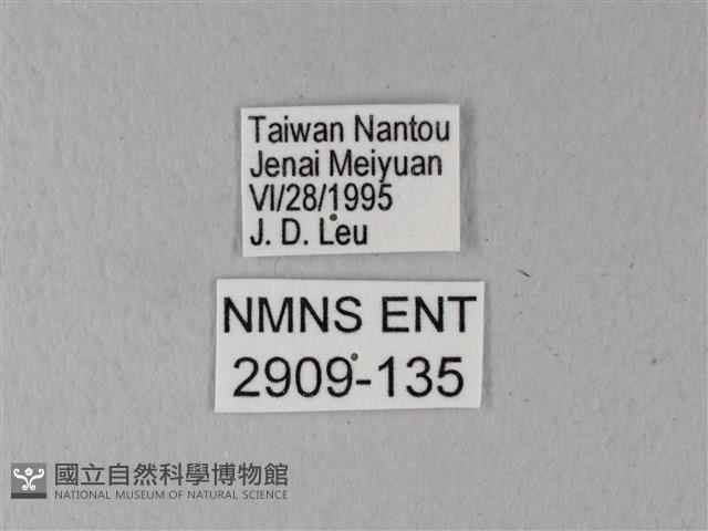 異粉蝶、雌白黃蝶藏品圖，第3張