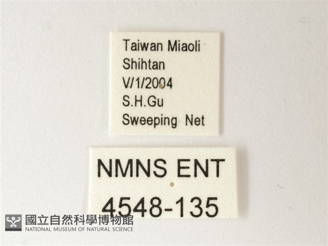 小紋青斑蝶藏品圖，第3張