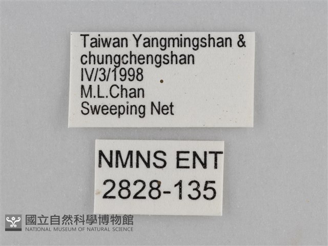 紫帶眉眼蝶藏品圖，第3張