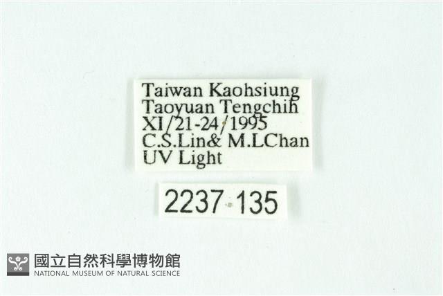 三條橙燈蛾藏品圖，第3張