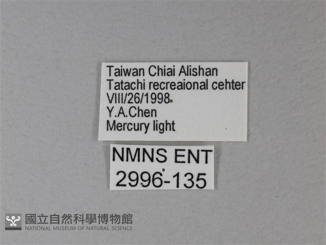苧麻細蝶藏品圖，第3張