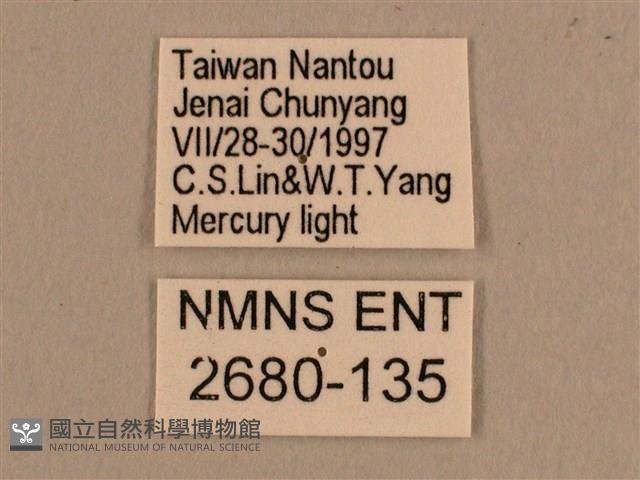 背線天蛾藏品圖，第3張