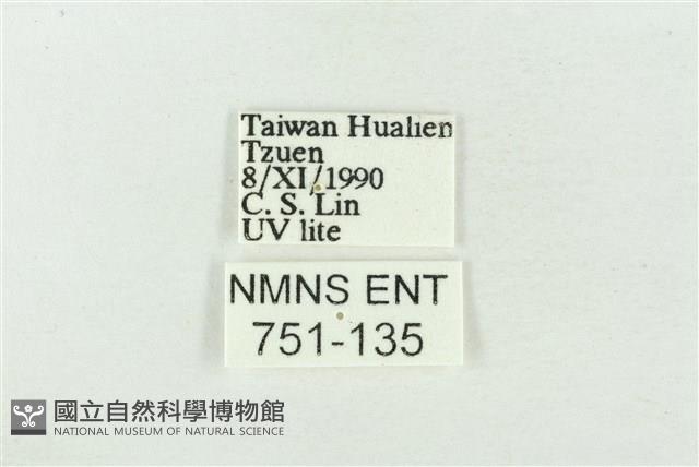 寬帶波紋蛾藏品圖，第3張