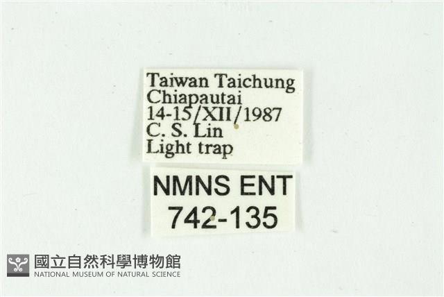 白斑散紋夜蛾藏品圖，第3張