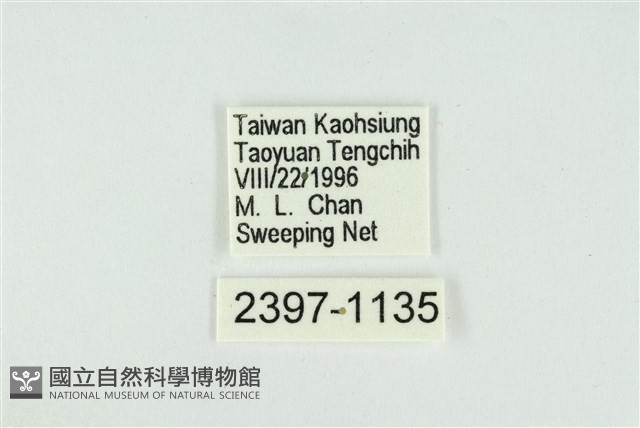 東方喙蝶藏品圖，第3張