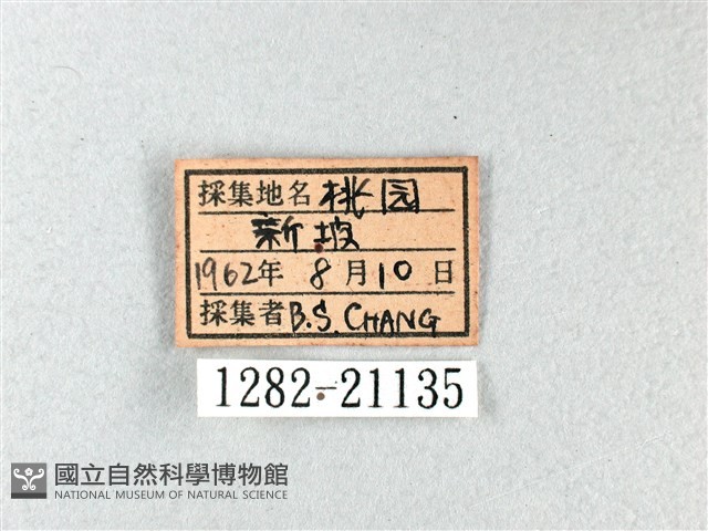 長翅弄蝶藏品圖，第3張