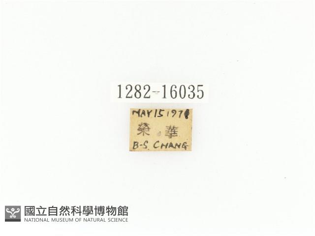 臺灣角金龜藏品圖，第2張