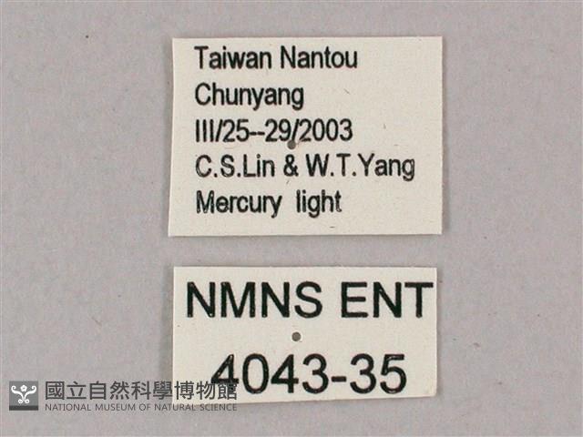 盾天蛾藏品圖，第3張