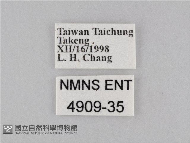 密紋波眼蝶藏品圖，第3張