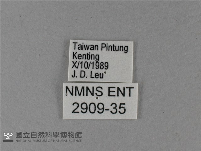 大白斑蝶藏品圖，第3張