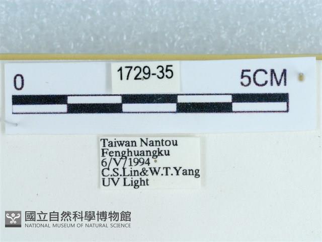 粉蝶燈蛾藏品圖，第3張