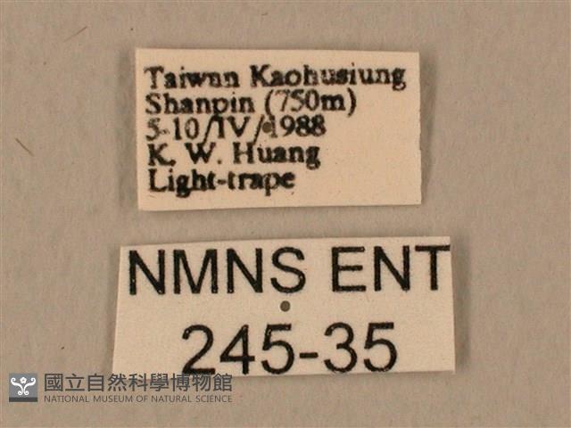 臺灣鷹翅天蛾藏品圖，第3張