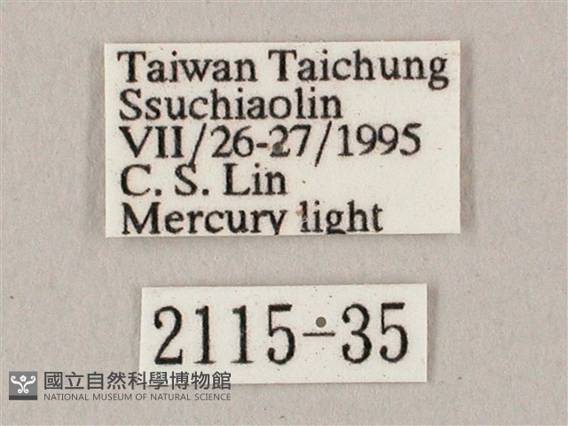 白點天蛾 藏品圖，第3張