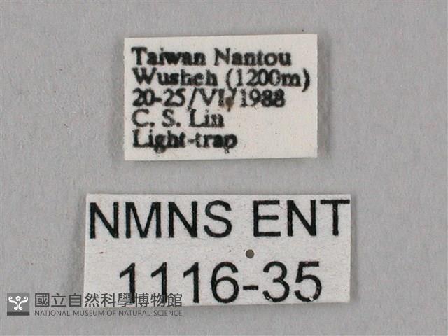 桃紅六點天蛾藏品圖，第3張