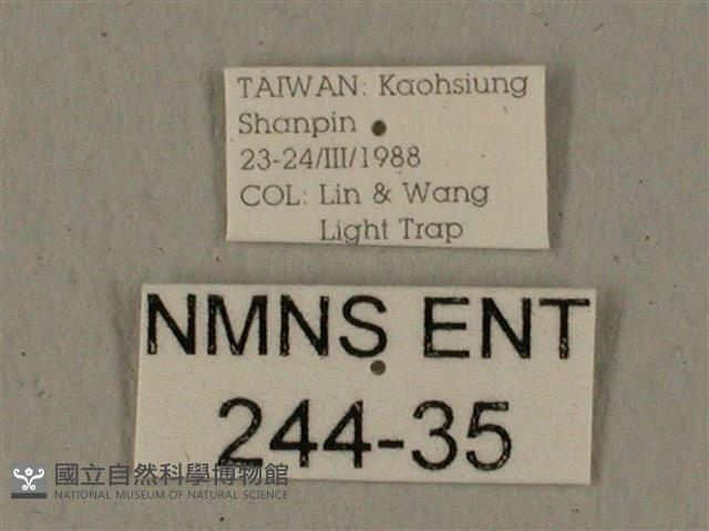 全緣缺角天蛾藏品圖，第3張