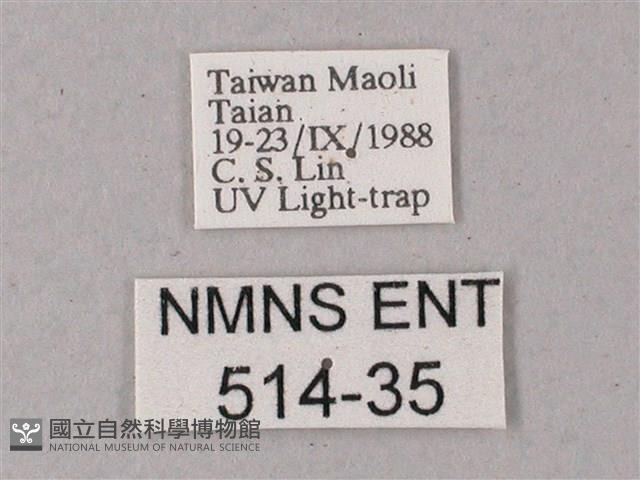 間斷斜紋天蛾藏品圖，第3張