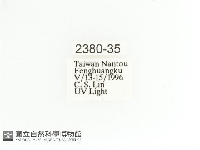 艷金龜藏品圖，第2張