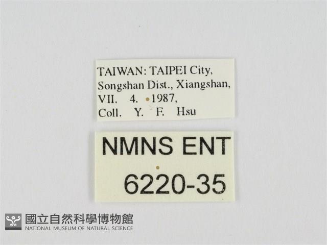 小黃星弄蝶藏品圖，第3張