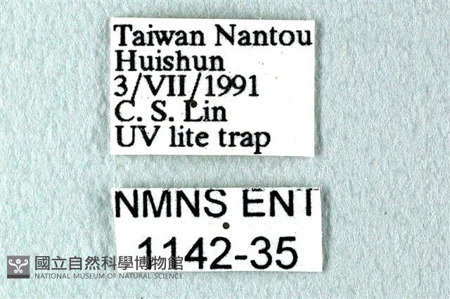 花鳳蝶、無尾鳳蝶藏品圖，第3張