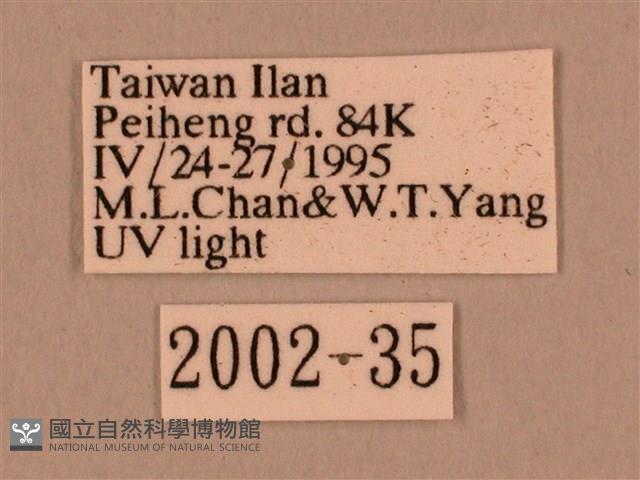 棕綠背線天蛾藏品圖，第3張