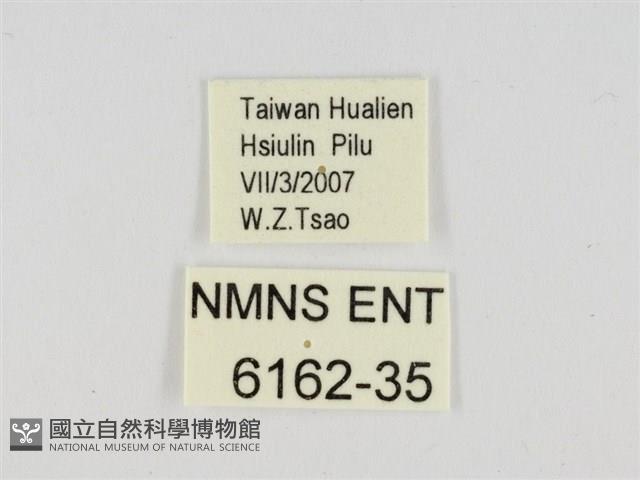 萬大弧弄蝶藏品圖，第3張