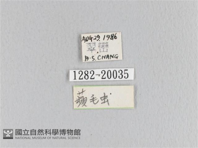 蘋毛蟲藏品圖，第3張