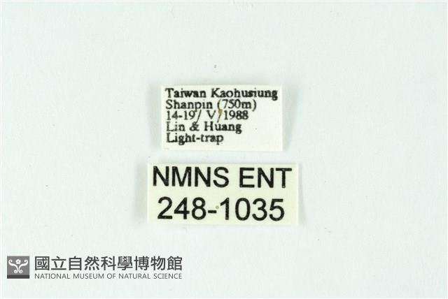 三色豔苔蛾藏品圖，第3張